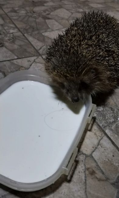 🦔 Незваные гости у ростовчан. Даже котофей..