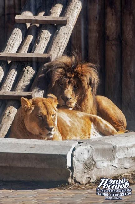 🦁 Любовная парочка: Цезарь и Олесия в ростовском..