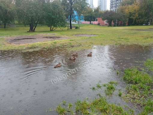 Уточки из парка Маяковского наслаждаются дождливой..