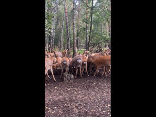 Пятнистые олени в нижегородской области ..