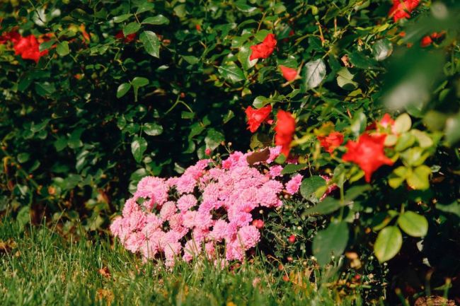 Прекрасные розы в Парке Горького нас радуют даже в конце сентября..