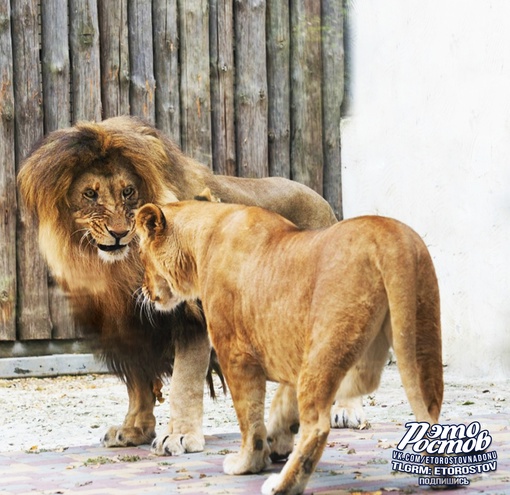 🦁 Любовная парочка: Цезарь и Олесия в ростовском..