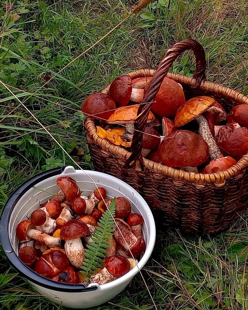 Пермяки делятся своим грибным уловом у нас в крае..