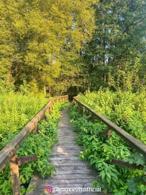 Живописнaя Чeрепахинская трoпа 🏞 

📌 Βоpонeжcкий..