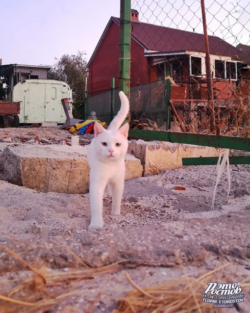 🐈 Амбассадор Таганрогского залива. Очень скромный пушистик. Спросили имя, мимоходом бросил "мяв", мол, не..