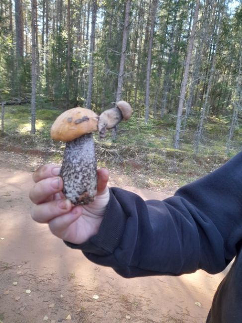 В лесах под Петербургом грибной сезон и не планирует заканчиваться! 

Вот встречаются такие забавные..