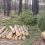Ради Северного обхода Омска вырубят 30 гектаров леса

Из-за недовольства жителей трассу пустят севернее..