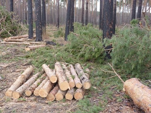 Ради Северного обхода Омска вырубят 30 гектаров леса

Из-за недовольства жителей трассу пустят севернее..