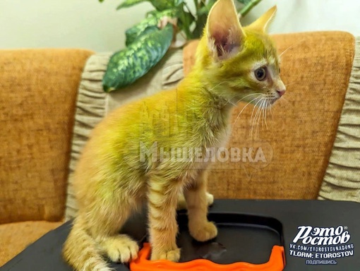 💚 Зелёного котенка нашли в Беларуси.

Мужик подобрал его на улице у рыжей мамы-кошки и тут же повел к..