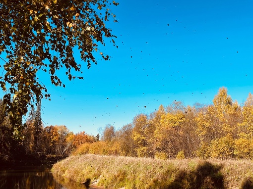 Осень 🍂 на реке Уста

..