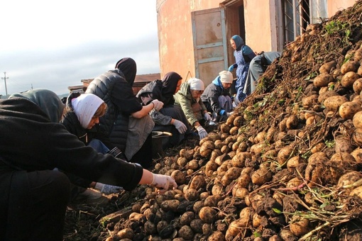 🗣️ Из Дивеево, с любовью

В монастыре уже начали собирать картошку и только посмотрите сколько её..