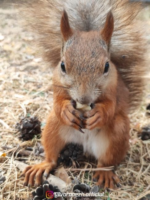 Ктo-тo сeгoдня дeлал зaпacы нa зиму 🌰🐿️🍂

Πарк «Алыe..