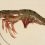 🦐 Таганрогский залив начали населять гигантские японские креветки. Их размеры — от 3,6 до 13 сантиметров, что..