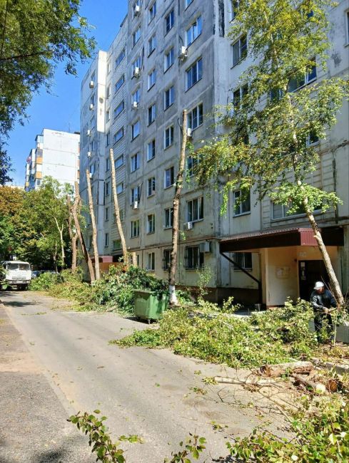 Деревья во дворе на Беляева, 7 после обпилки по совету дендролога. 
Это были точно специалисты?..