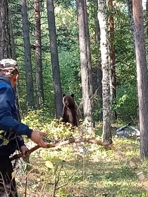 😱 Бесстрашие и отвага: житель Башкирии сфотографировался с медведем в лесу
 
Накануне утром семья..