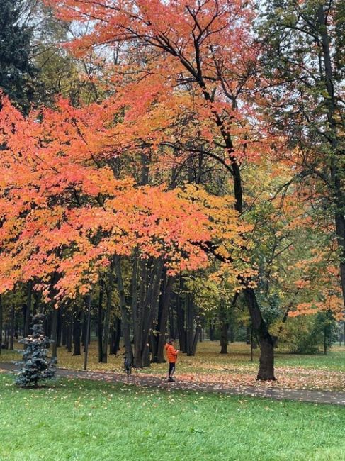 Дождливые осенние краски в парке "Дружба"

Фото Ольга..
