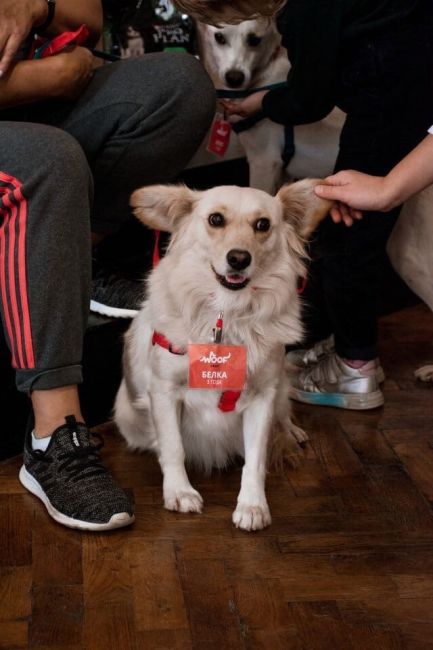 Фестиваль животных из приютов Woof Fest пройдёт в Ростове 4-5 ноября. 
 
В лофт-пространстве «Библиотека» новых..