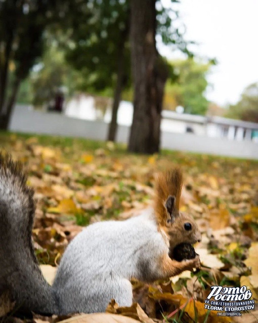 🐿 Пушистая белочка в парке..