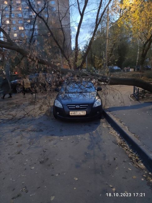 💨🪵🪓

Ветер повалил более 500 деревьев в Нижнем Новгороде.

Такую неутешительную цифру..