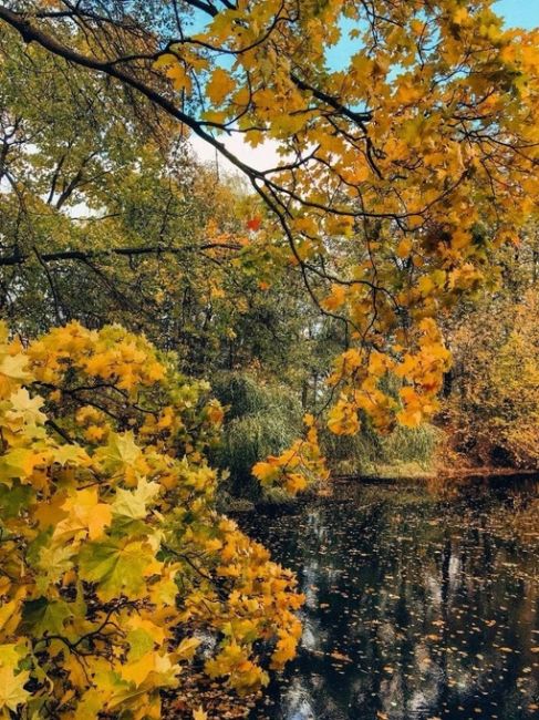 🍂Островки осени на Воробьевых..