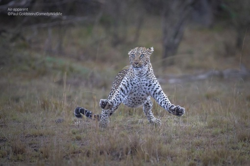 Определены финалисты конкурса комичных фотографий дикой природы Comedy Wildlife Photography Awards 2023...