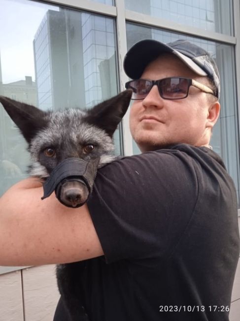 Хозяина раненого лисенка, найденного в центре Ростова, нашли

Мужчина рассказал, что животное выпрыгнуло из..
