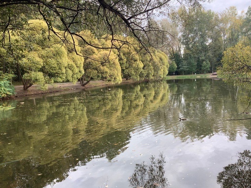 Нарышкинский пруд в парке «Фили» 
 
Фото Филиппова..