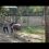 В ростовском зоопарке пополнение — африканский страус по кличке «Максим».

«Это самая большая птица,..