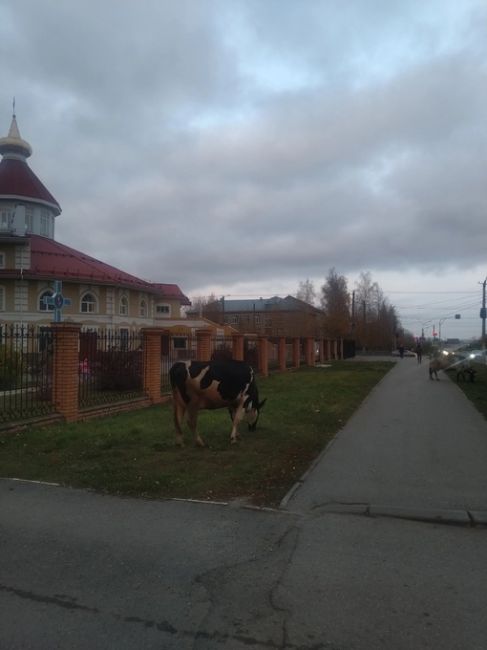 На улицах Березников можно получить настоящее единение с природой..