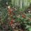 ☠Ядовитые ягоды ландыша созрели в лесах Ленобласти 
 
Как рассказал биолог Павел Глазков, выглядят они..