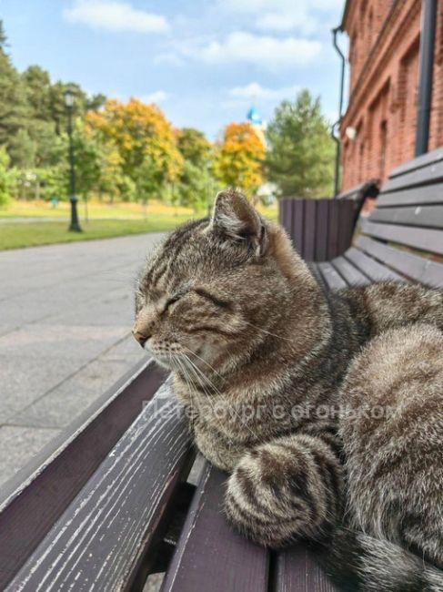 Котик на острове Коневец

Хранитель..