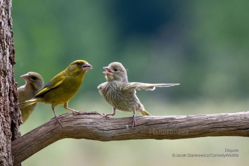 Определены финалисты конкурса комичных фотографий дикой природы Comedy Wildlife Photography Awards 2023...