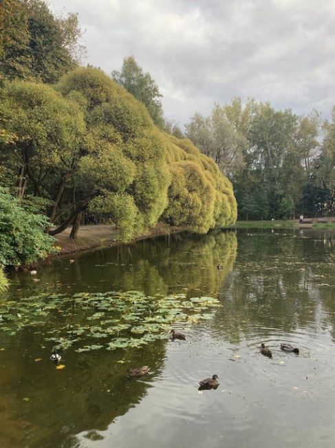 Нарышкинский пруд в парке «Фили» 
 
Фото Филиппова..