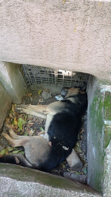 В Шахтах массово отравили собак 

Как сообщают очевидцы, 10 октября догхантеры устроили травлю. Пострадали..