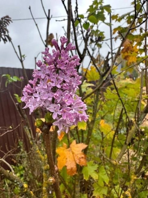 💜октябрь решил , что он весна 

В НН зацвела..