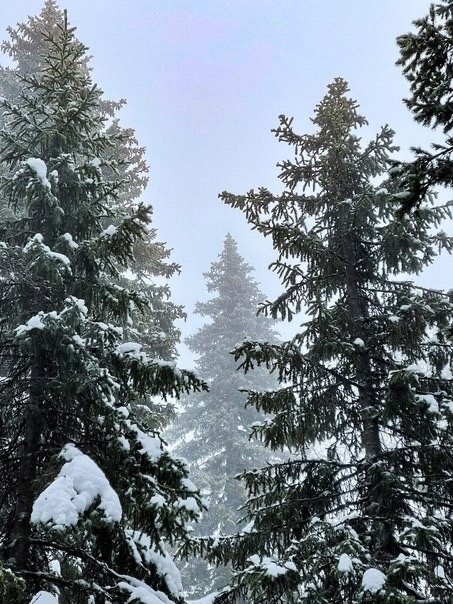 На территории национального парка «Зигальга» идет снег ❄️ 
 
Фото: телеграм-канал «Регион 74 | Южный Урал и..