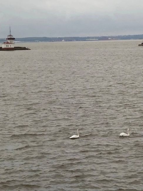 В Кронштадте в заводской гавани замечены два белых лебедя 🦢
 
Фото Константина..