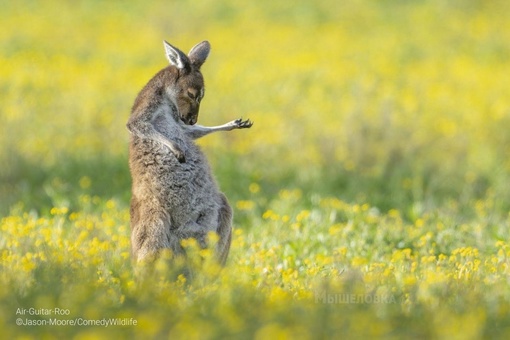 Определены финалисты конкурса комичных фотографий дикой природы Comedy Wildlife Photography Awards 2023...