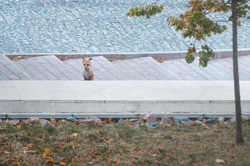 💙 Рыжая красотка вышла на прогулку в Нижегородский Кремль

Фото: Денис..