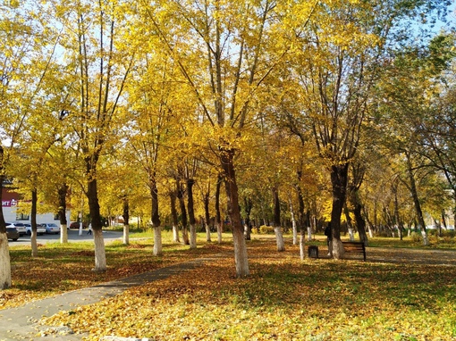 В Металлургическом районе напротив «Михеевского» рынка появится благоустроенный сквер
 
Взрослые деревья..