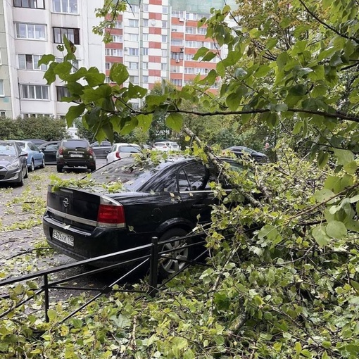 В Петербурге сильный ветер повалил несколько деревьев, повреждены..