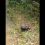 На Таганае встретили енотовидную собаку. Она была занята поиском пропитания.

Видео: Национальный парк..