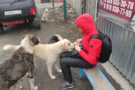 Жителей Новосибирска напугала стая бездомных собак на территории школы

В Новосибирске на территории школы..