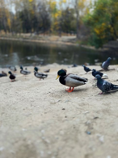 Харитоновский парк🍁

За фото спасибо нашему..