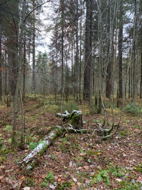 В селе Берёзовка (Пермский край) был сегодня первый снег

Когда же нам ждать его в..