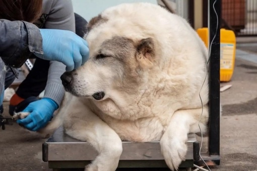 100-килограммовую собаку нашли в Нижнем Новгороде

Бездомную собаку весом почти в 100 килограммов зооволонтеры..