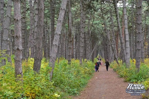 🌲 В Щепкинском лесу многолюдно, почти как на..