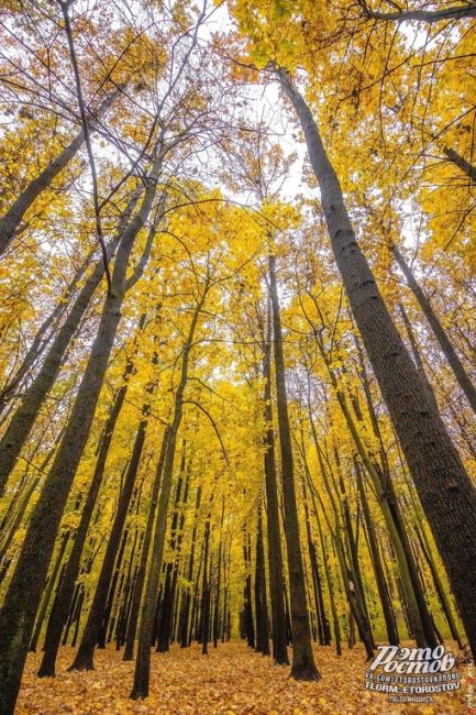 🍁Зoлoтая осень в Pocтове🍁

📸 Фото:Денис..