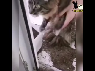 Завёл я этого вашего кота 😼 

⚠ВНИМАНИЕ! [https://vk.com/video/@etorostovnadonu|Видео могут смотреть] только..