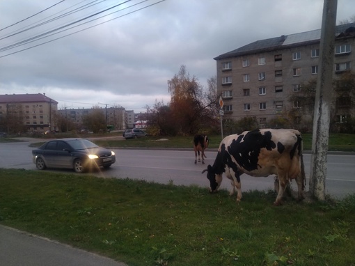 На улицах Березников можно получить настоящее единение с природой..